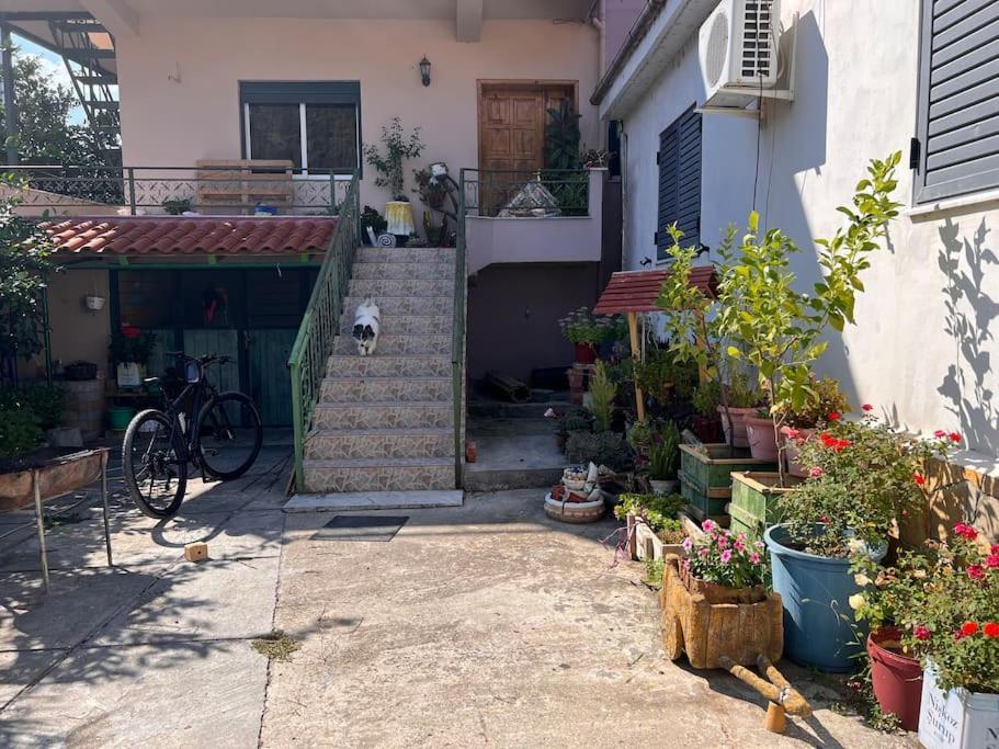 Monika House *